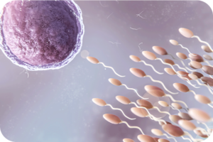 Embryo transfer