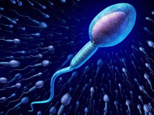 sperm