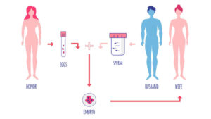 pregnancy with a donated embryo
