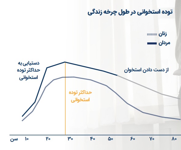 توده استخوان در طول چرخه زندگی